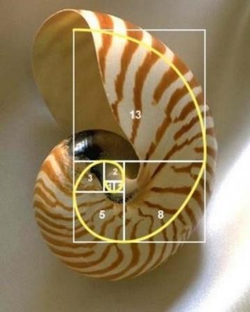 The Golden Ratio - Fibonacci in Nature